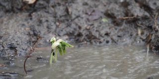 花生芽在雨中长出黑土，生长概念