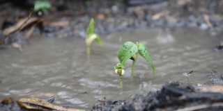 花生芽在雨中长出黑土，生长概念