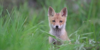 可爱的小红狐站在草地上看着镜头。Vulpes