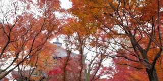 4k美丽的日本秋色