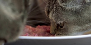 一群猫一起吃湿罐头食物的慢动作
