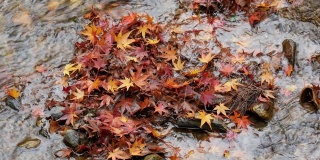 4k美丽的日本秋色