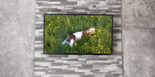 墙上的电视机上有狗的录像