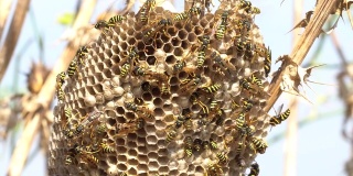蜂巢在一个干燥的蓟后面，许多黄蜂保护免受阳光
