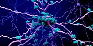 衰老大脑中的神经元或神经元中的蛋白质死亡
