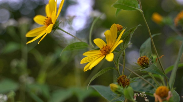 Woodland sunflower blowing softly in the breeze, surrounded by green leaves and vegetation