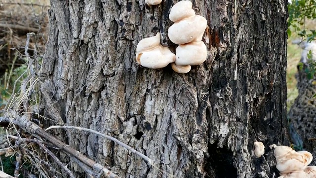 树真菌，毒蘑菇，毒蕈，毒蘑菇，毒蕈，