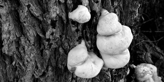 柳树皮蘑菇，木耳，毒蘑菇，毒菌，