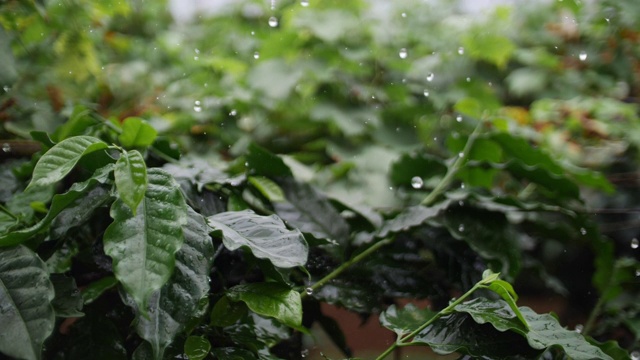 SLO MO，咖啡树的绿叶和水滴