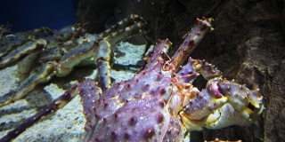 堪察加螃蟹。水族馆里的巨蟹