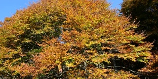 风吹动秋天的树叶