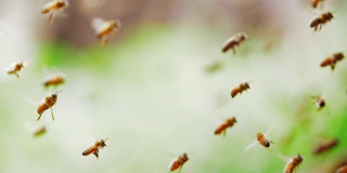 近距离观察忙碌的飞行蜜蜂的慢动作