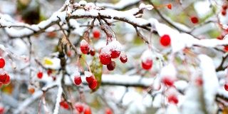 红花楸树枝上覆盖着冬天的第一场雪
