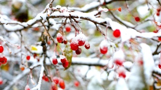 红花楸树枝上覆盖着冬天的第一场雪视频素材模板下载