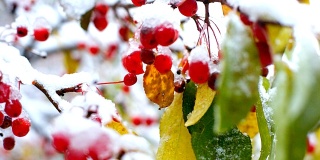 风浪，花，浆果和树叶覆盖着雪