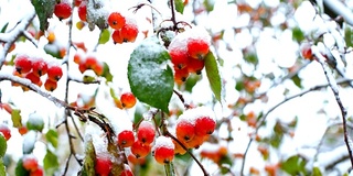 接近冰冻的白蜡树红浆果和雪帽