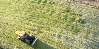 上图:饲草拖拉机RAMS在晴天在坑青贮