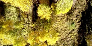 雄蜂在松树间的黄桦树上垂直升起
