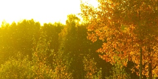 黄色的秋天的树木和蚊群通过相机飞行