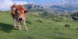 在欧罗巴山脉放牧的奶牛