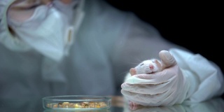 实验室研究人员拿老鼠、玉米放在桌上、转基因食物中毒、动物试验