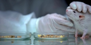 科学家用老鼠和食物在餐桌上，转基因实验在动物身上测试，研究