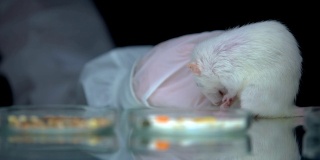 科学家在实验，动物测试，发展后监测老鼠的行为