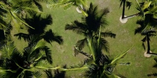 宁静的椰子树成行生长热带旅游背景