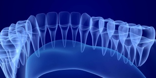 口腔牙龈和牙齿x光视图。医学上准确的牙齿3D动画