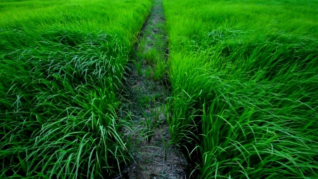 慢镜头风吹过草地