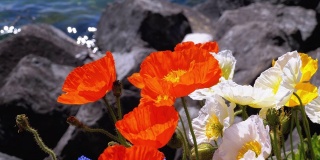 五彩缤纷的罂粟花盛开在日内瓦湖的石头上。瑞士蒙特勒