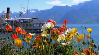 高山上的五彩花朵和日内瓦湖上的过往船只。瑞士视频素材模板下载