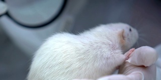 兽医检查小白鼠临床，家畜保健，宠物