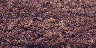 在西班牙安达卢西亚的阳光下，葡萄干和葡萄在帕塞罗上晾晒