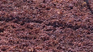 在西班牙安达卢西亚，葡萄干在烈日下晒干视频素材模板下载