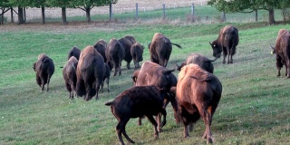 在牧场上放牧野牛，哺乳小牛，自由放养，小野牛