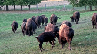 在牧场上放牧野牛，哺乳小牛，自由放养，小野牛视频素材模板下载