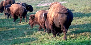 牧场上有野牛群，自由放养，野牛
