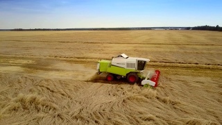 近景联合收割机在田间收获丰富的黑麦作物，扬起灰尘视频素材模板下载