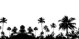 棕榈树视频