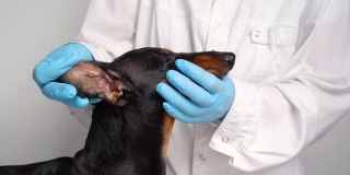 兽医在检查一只腊肠犬的眼睛。狗的白内障眼睛。宠物医疗保健理念。