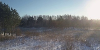 上面的运动在老松木和桦木积雪的空地上