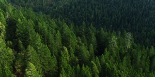 向上倾斜的无人机拍摄的森林附近的布拉格堡，加利福尼亚州