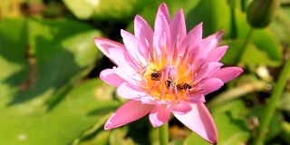 粉红色荷花上的蜂虫