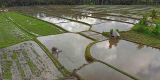 鸟瞰图上的农民准备稻田种植使用犁耕拖拉机。美丽的农村场景