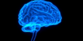 人体中枢神经系统与大脑解剖学