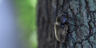 一只雌性甲虫的手指在东京街道附近的树上手持