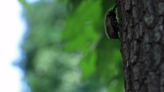 一只雌性甲虫的手指在东京街道附近的树上手持视频素材模板下载