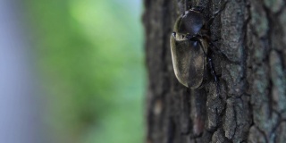一只雌性甲虫的手指在东京街道附近的树上手持