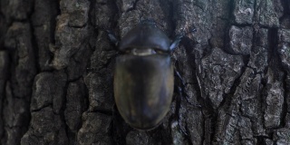 一只雌性甲虫在东京街道附近的树上拿着